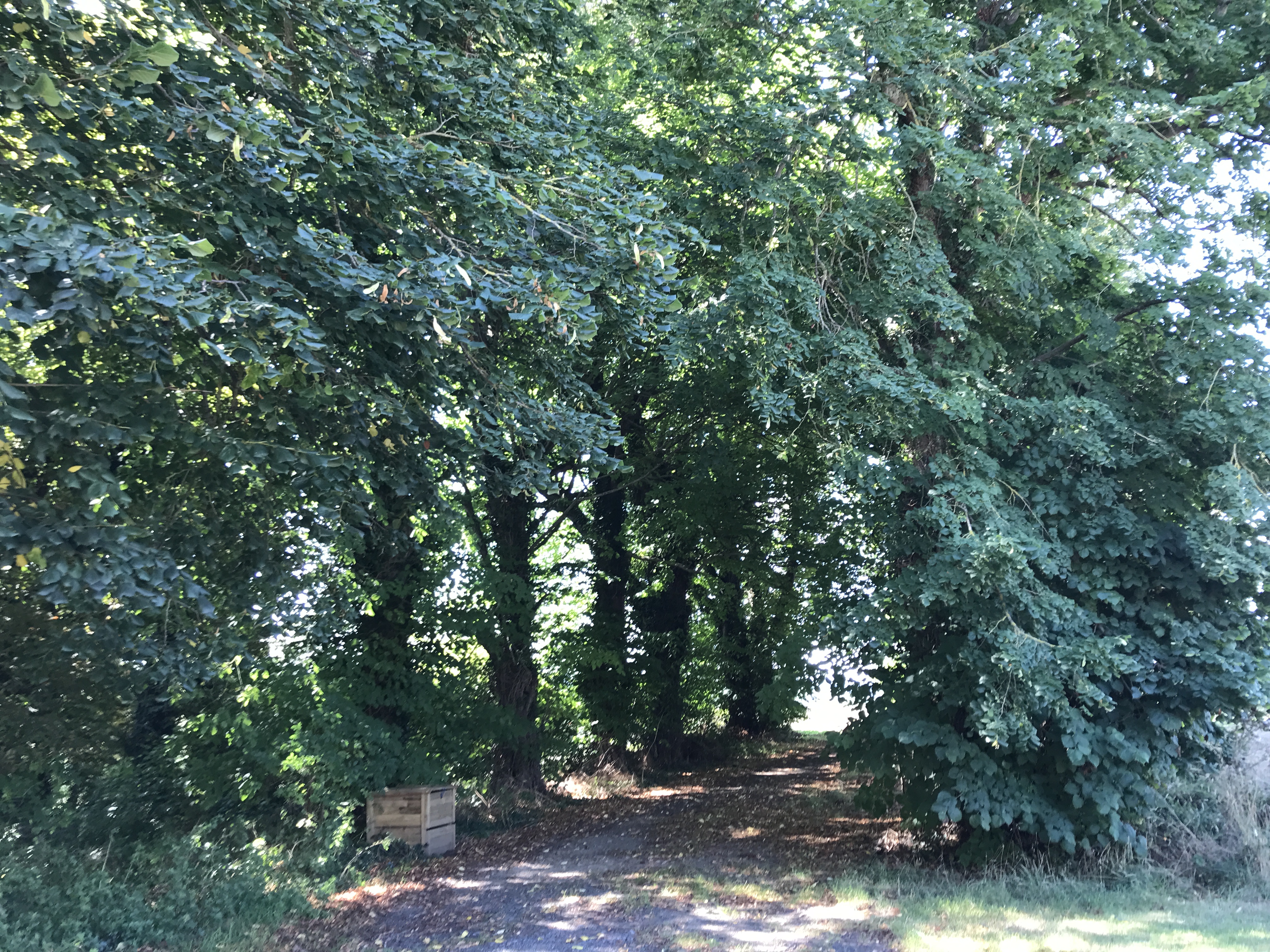 The tree-lined path